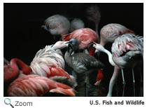 Flamingo
