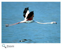 Flamingo
