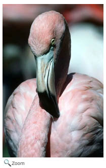 Flamingo