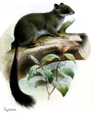 flightless scaly tailed squirrel