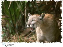 Florida Panther