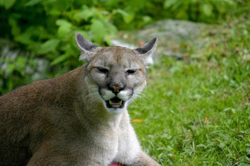 Florida Panther - Puma coryi | Journal