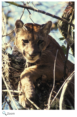 Florida Panther