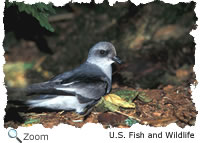 fork tailed storm petrel