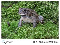 Fowler's Toad