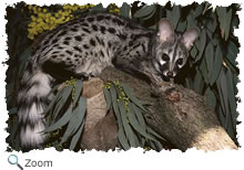 genet