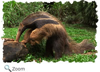 giantant eater