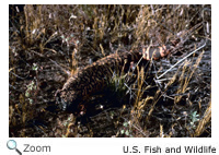 Gila Monster