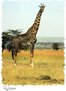 giraffe