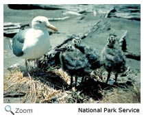 Glaucous Gull