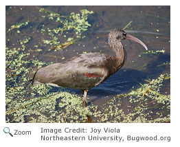 Glossy Ibis