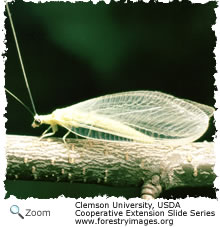 goldeneye lacewing