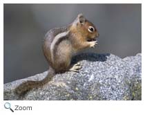 golden mantled ground squirrel