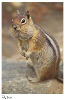 golden mantled ground squirrel