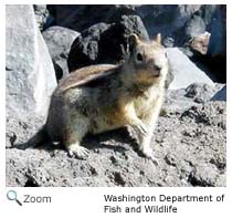 golden mantled ground squirrel