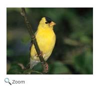 Goldfinch