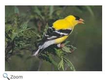 Goldfinch