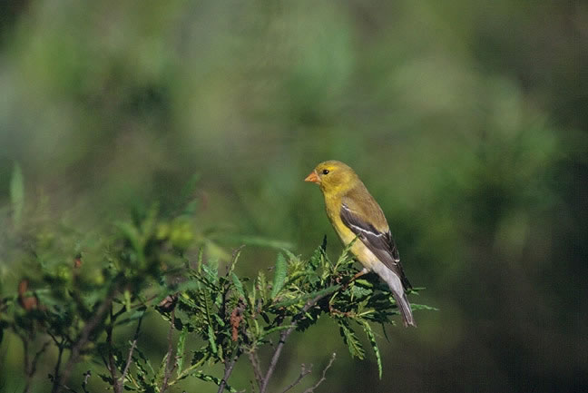 american goldfinch carduelis tristis wildlife journal american goldfinch carduelis tristis wildlife journal