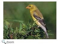 Goldfinch