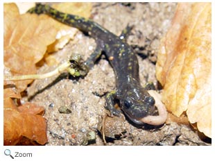Gorgan Salamander