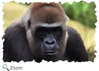 gorilla