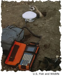 Black-footed ferret checks out GPS equipment