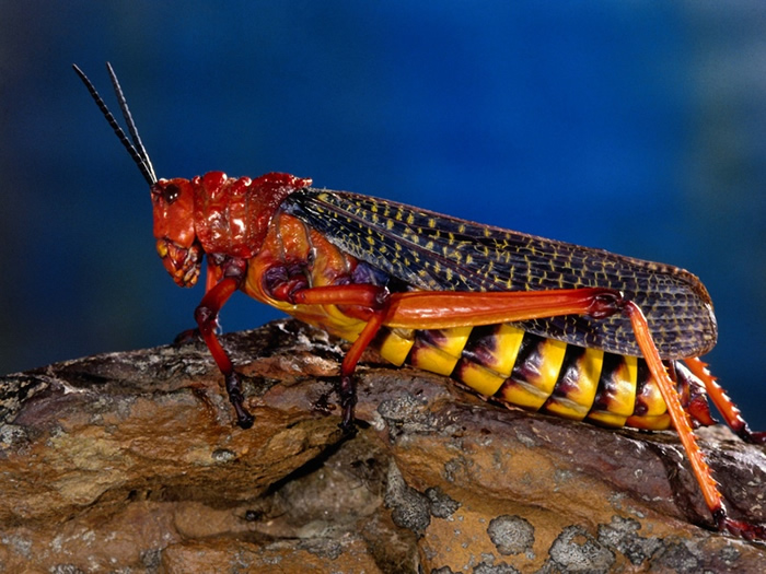 Arthropod Insects