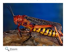 grasshopper