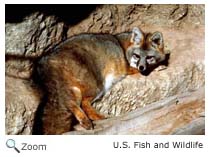 Gray Fox