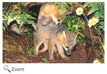 Gray Fox