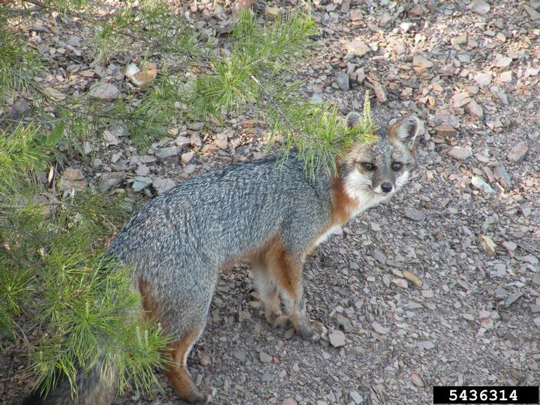 Gray Fox Urocyon Cinereoargenteus Natureworks