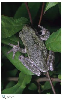 Gray Treefrog