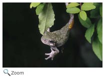 Gray Treefrog