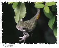 Gray Treefrog