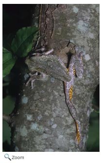 Gray Treefrog