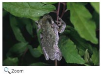 Gray Treefrog