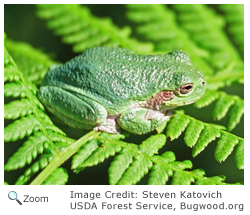 Gray Tree Frog