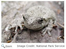 Gray Tree Frog