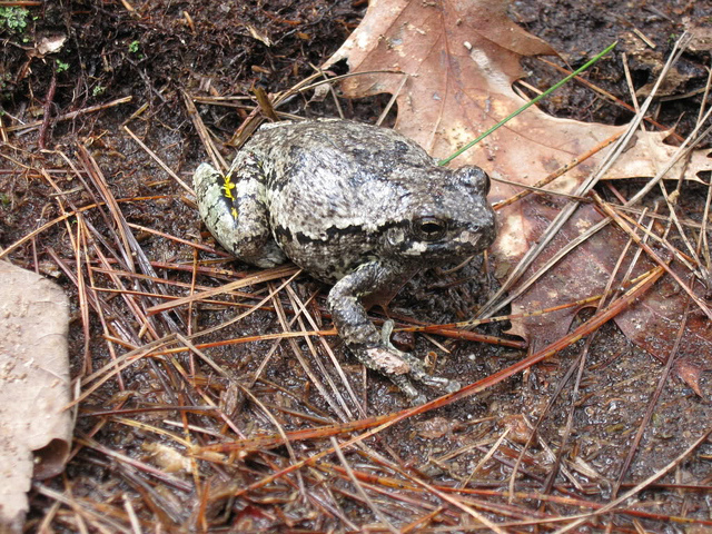 What do gray tree frogs eat?