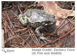 Gray Tree Frog