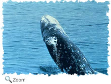 Gray Whale