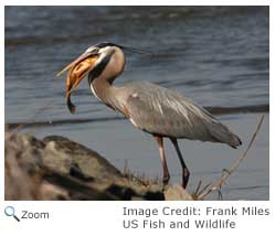 Great Blue Heron