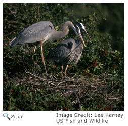 Great Blue Heron