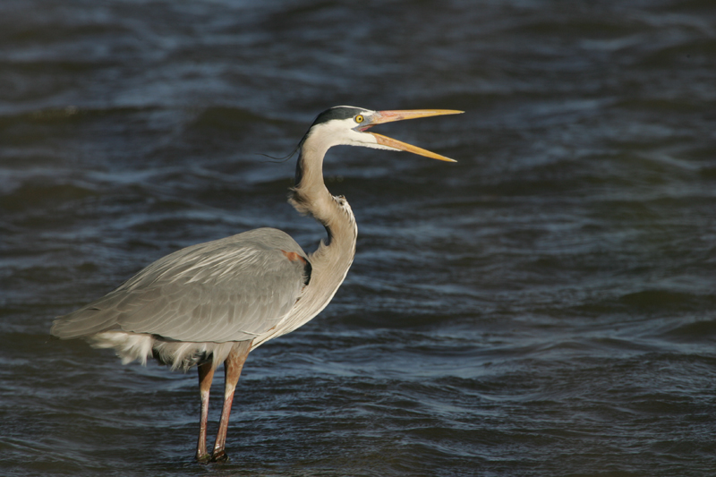 The Great Blue Heron 89