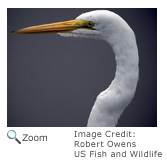 Great Egret