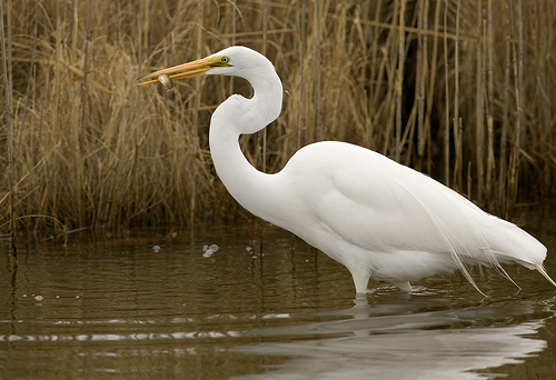 「egret」的圖片搜尋結果