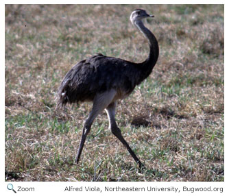 Greater Rhea