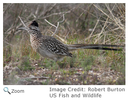 Greater Roadrunner