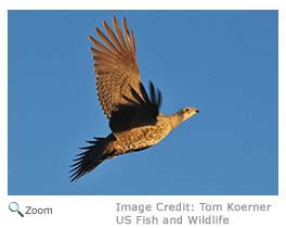 Greater Sage Grouse