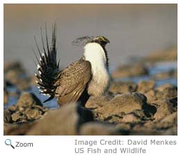 Greater Sage Grouse